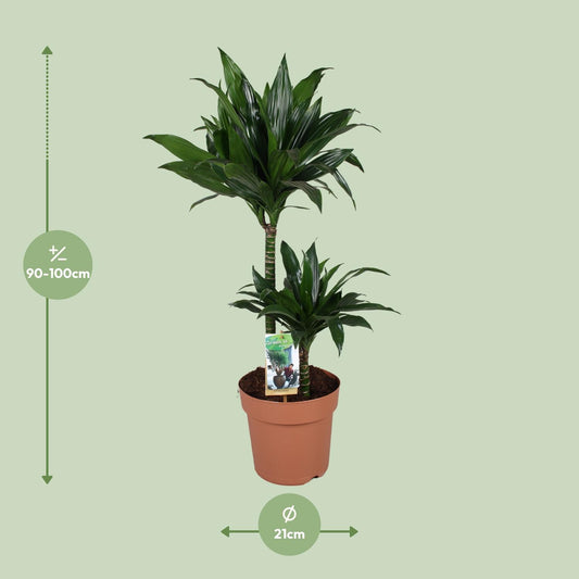 Dracaena Green Jewel 45-15 - Ø21cm - ↕100cm