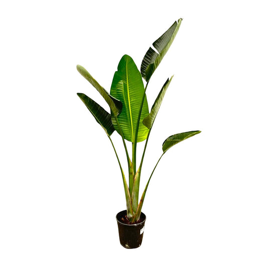 Weißer Paradiesvogel 180 cm – Strelitzia Augusta Zimmerpflanze