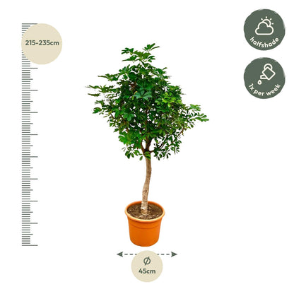 Strahlenaralie auf Stamm – 210 cm pflegeleichte Zimmerpflanze