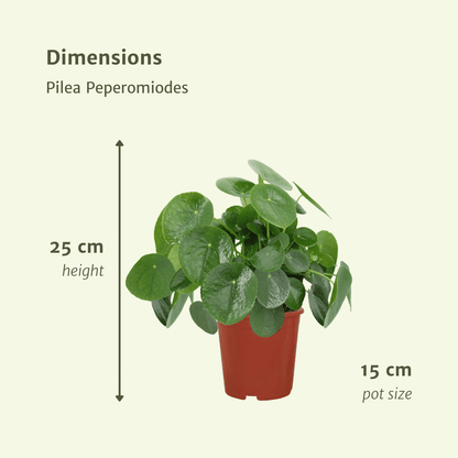 2x Pilea Peperomiodes - Pfannkuchenpflanze - 25cm - ø15