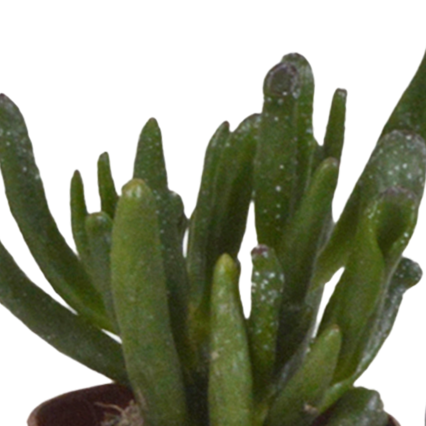 Vetplanten-Mischung 5,5 cm - 5x - zonder pot