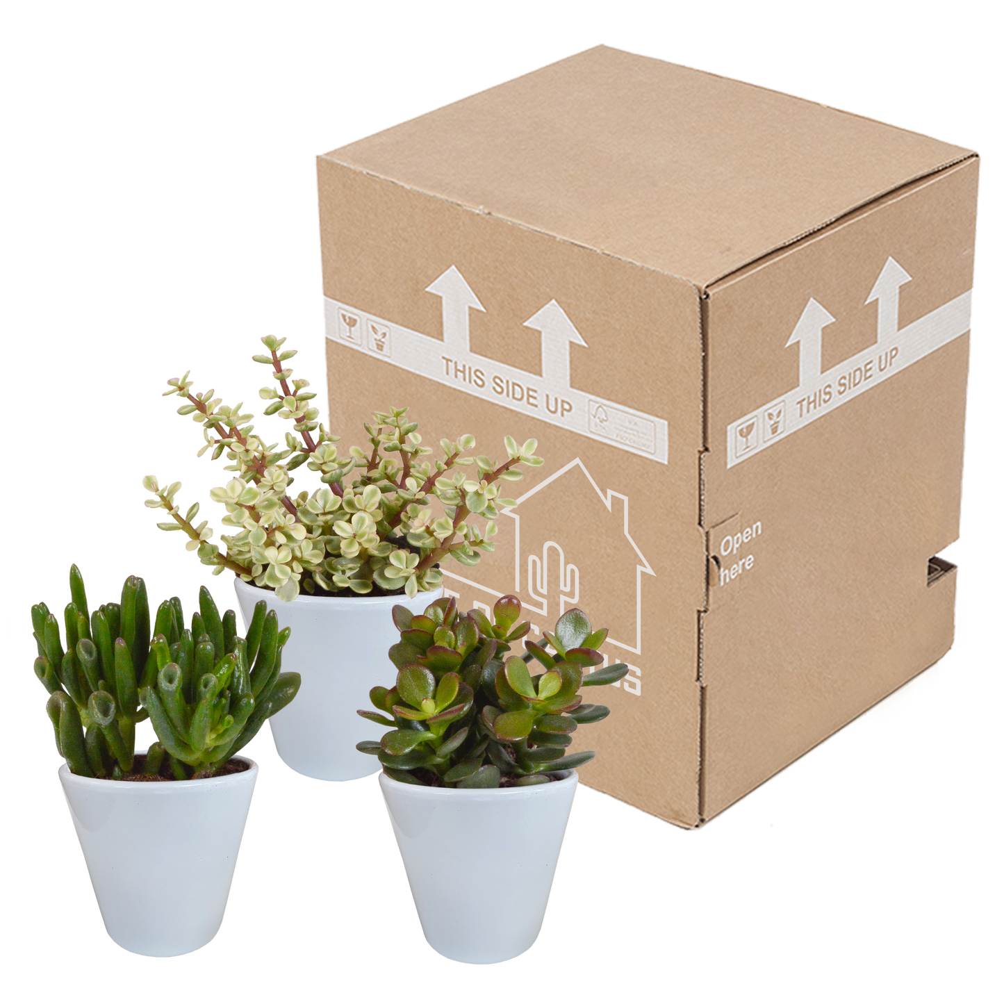 Dickblatt-Mix 3er Set – Pflegeleichte Sukkulenten 8,5 cm