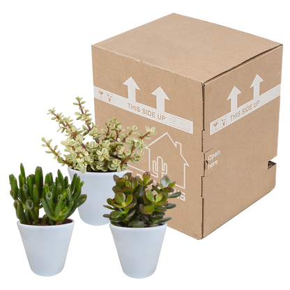 Dickblatt-Mix 3er Set – Pflegeleichte Sukkulenten 8,5 cm
