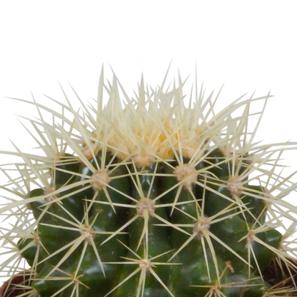 Kugel-Kaktus Mix 8,5 cm – Stilvolles Sukkulenten Arrangement