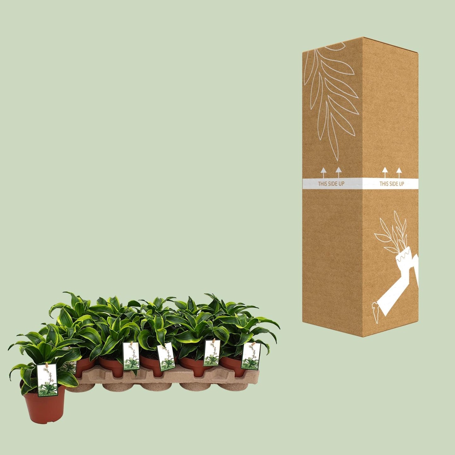 Dracaena Tornado - Ø12cm - ↕22cm