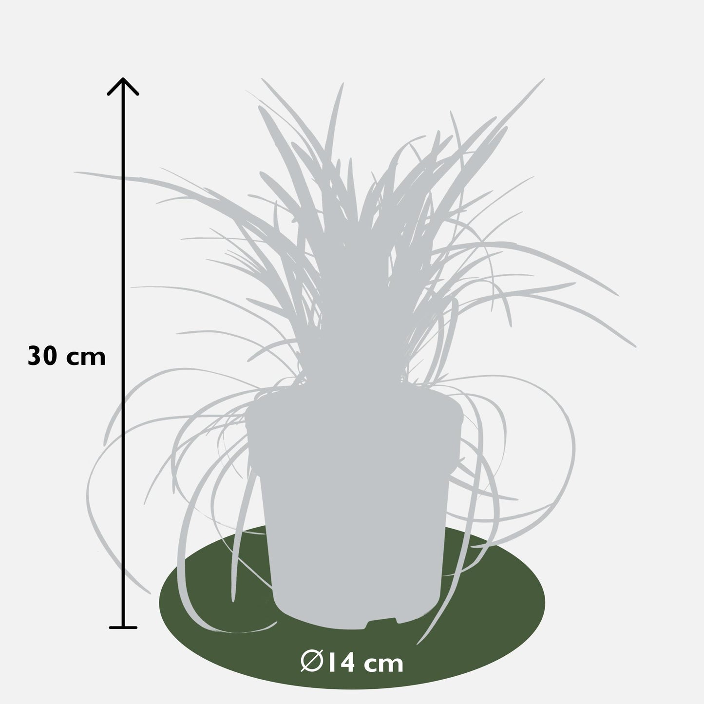 Ophiopogon planiscapus Nigrescens - Ø14cm - ↕30cm