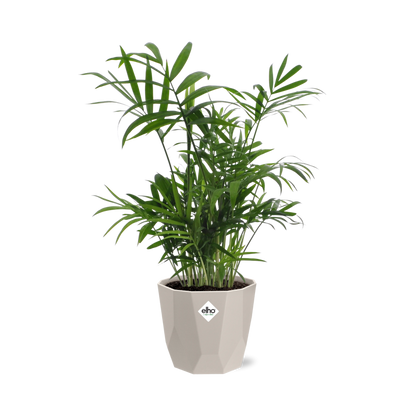 Chamaedorea in ELHO b.for rock 14 cm warm grey