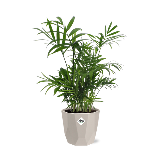 Chamaedorea in ELHO b.for rock 14 cm warm grey