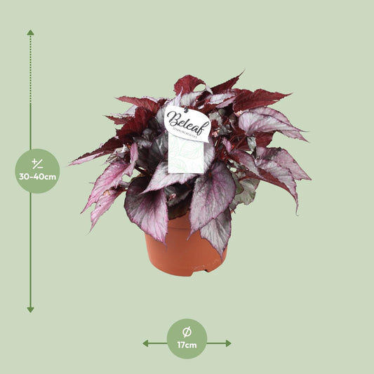 Begonia Beleaf Maori Haze - Ø17cm - ↕32cm