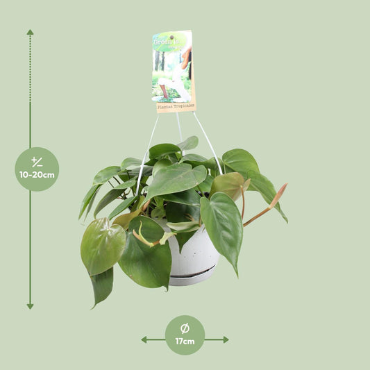 Philodendron Scandens - Ø17cm - ↕20cm