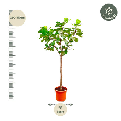 Ficus Lyrata boom XXXL - 270cm - ø45