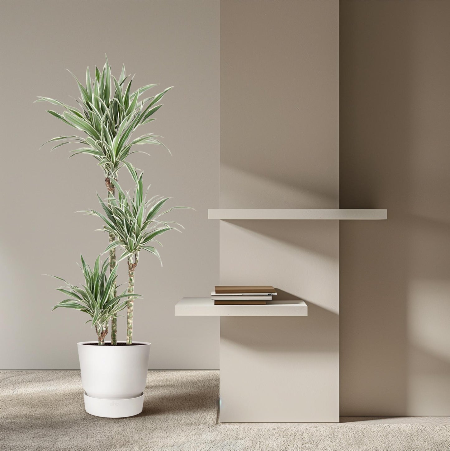 Drachenbaum White Stripe – 150 cm pflegeleichte Zimmerpflanze