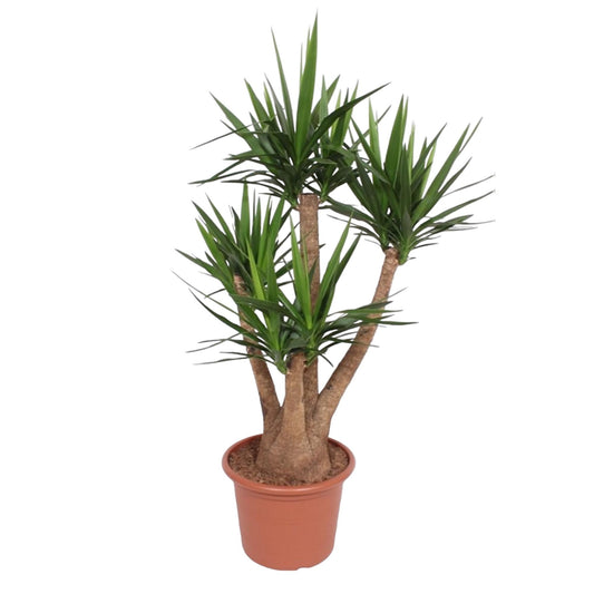 Elefantenfuß vertakt – 170 cm Yucca Elephantipes