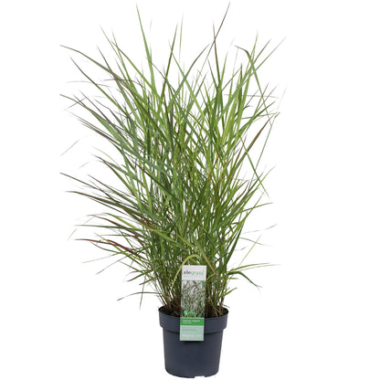 Panicum virgatum 'Prairie Sky' - Ø19cm - ↕50cm