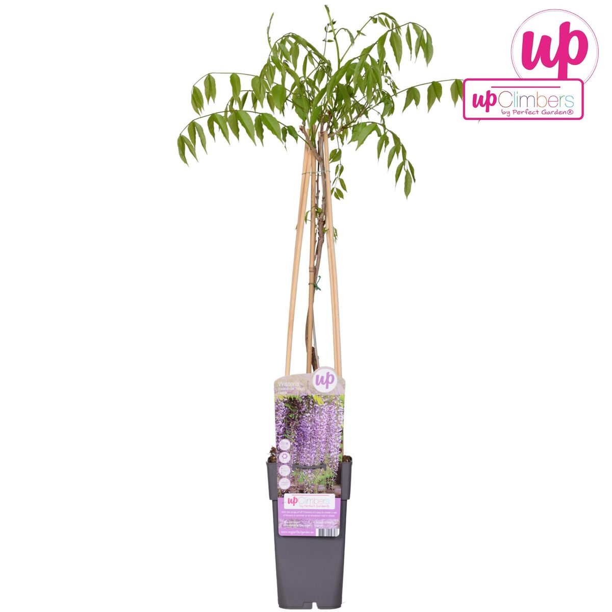 Wisteria floribunda 'Naga Noda' - Purpurner Regen - Ø15cm - ↕65cm