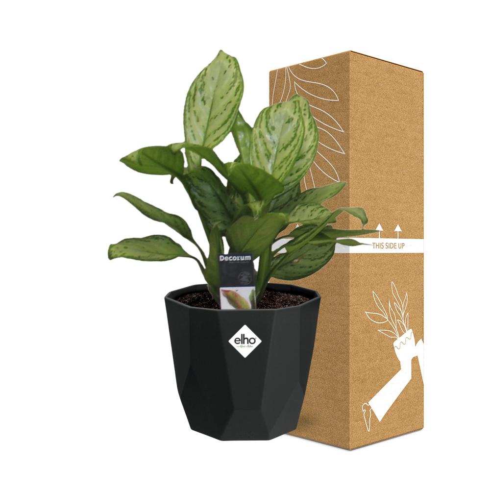 Aglaonema Christina in 14cm b.for rock living black