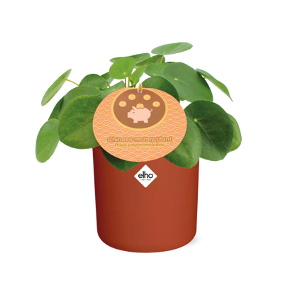 Pilea Peperomioides 12cm in ELHO b.for soft rond 14cm brique