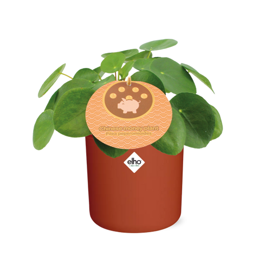 Pilea Peperomioides 12cm in ELHO b.for soft rond 14cm brique