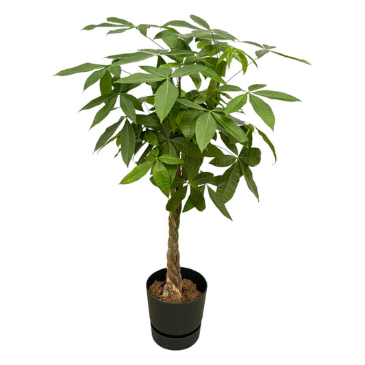 Geldbaum Pachira Aquatica – 140 cm im modernen Topf