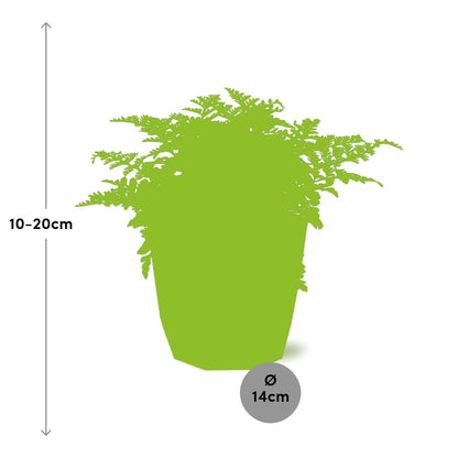 Asplenium Parvati in ELHO b.for rock 14 cm warm grey