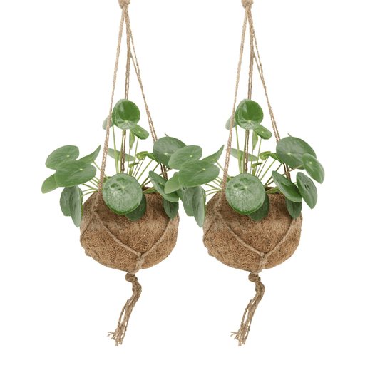 2x Kokodama Pilea Peperomiodes - Pfannkuchenpflanze - 20cm - ø15