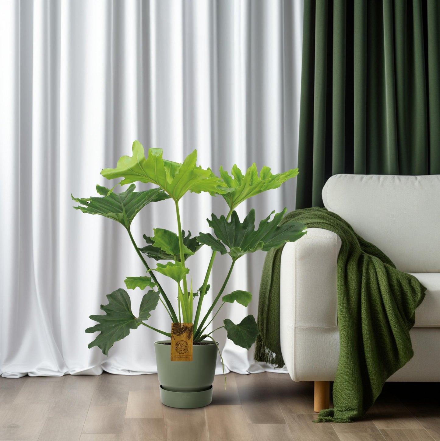 Philodendron Selloum Elefantiana - Ø21cm - ↕100cm
