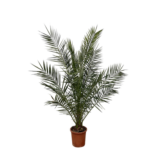 Kanarische Dattelpalme 180 cm – Mediterrane Kübelpflanze