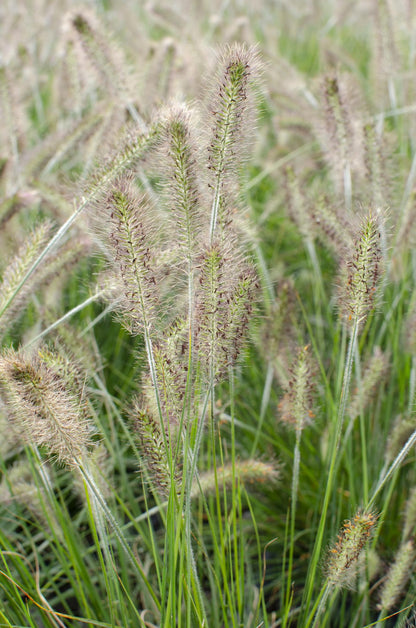Pennisetum alopecuroides 'Hameln' - Ø19cm - ↕40cm - Ø14 - ↨30cm