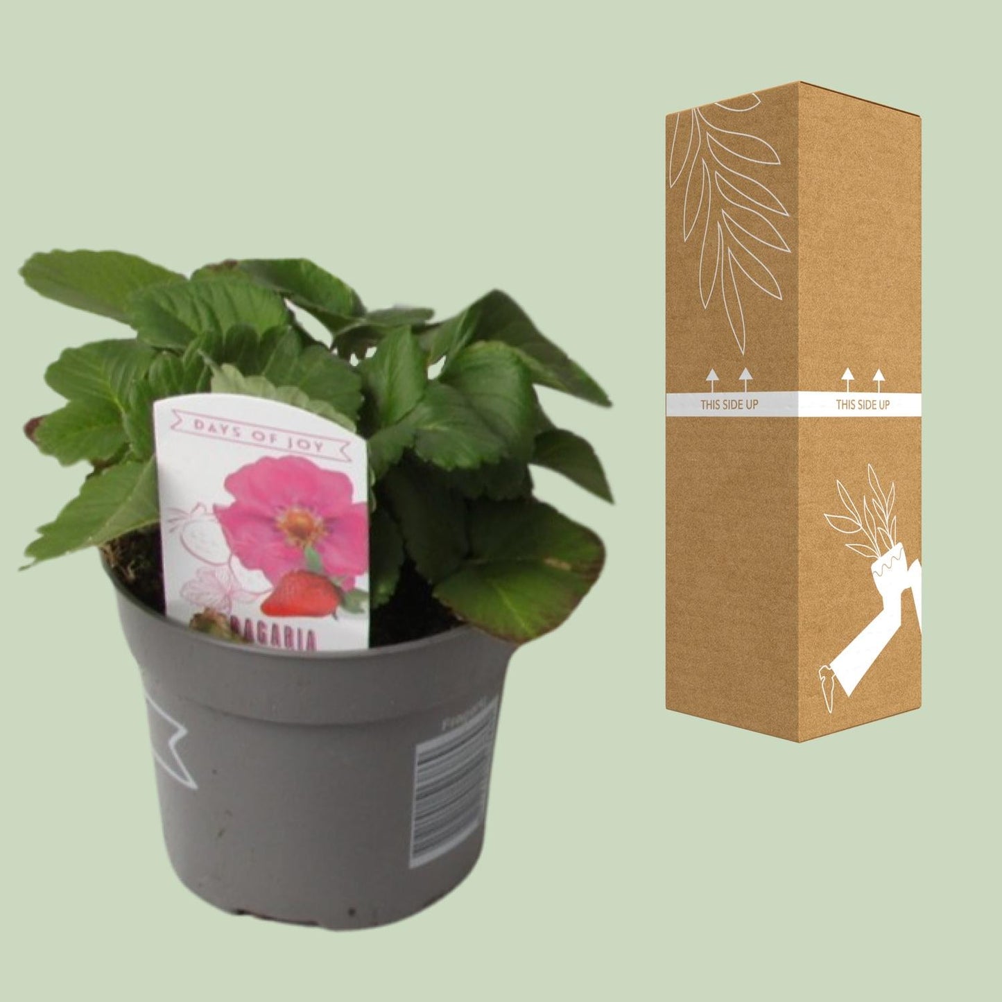 Fragaria Summer Breeze - Ø10,5cm - ↕20cm