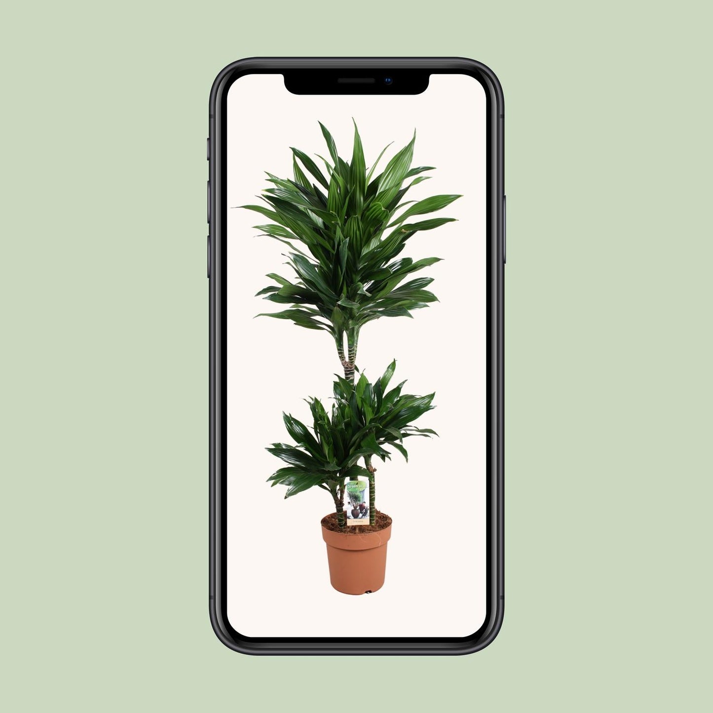 Dracaena Green Jewel 60-30-15 - Ø21cm - ↕105cm