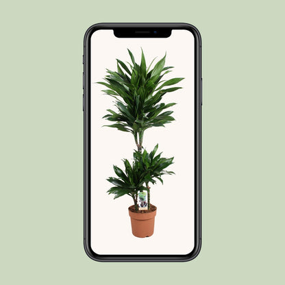 Dracaena Green Jewel 60-30-15 - Ø21cm - ↕105cm