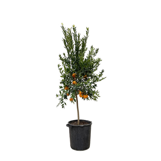 Mandarinenbaum 200 cm – Mediterrane Kübelpflanze für sonnige Oasen