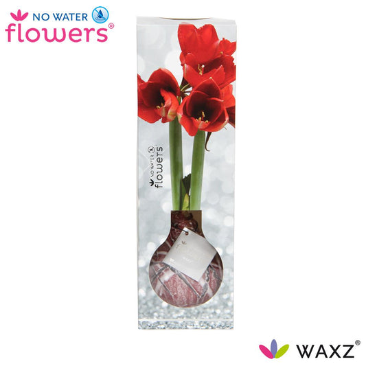 No Water Flowers Waxz® Luxury Box Art Bordeaux - ↕15cm