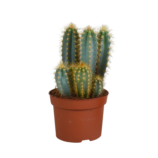 Blauer Säulenkaktus – Pilosocereus azureus, 12 cm Topf