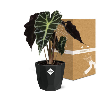 Alocasia ‘Polly’ in 14cm b.for rock living black