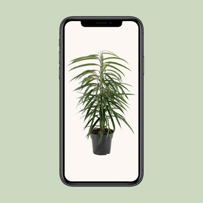 Ficus Binnendijkii Alii - Ø17cm - ↕70cm