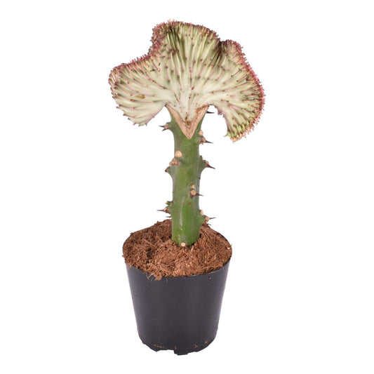 Korallenkaktus 'Cristata' Rot – 35 cm pflegeleichte Sukkulente