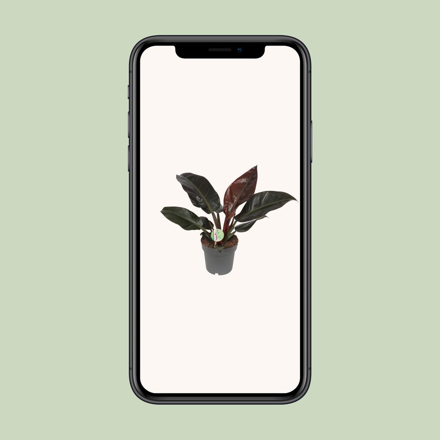 Philodendron Imperial Red - Ø19cm - ↕55cm