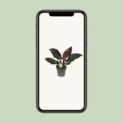 Philodendron Imperial Red - Ø19cm - ↕55cm
