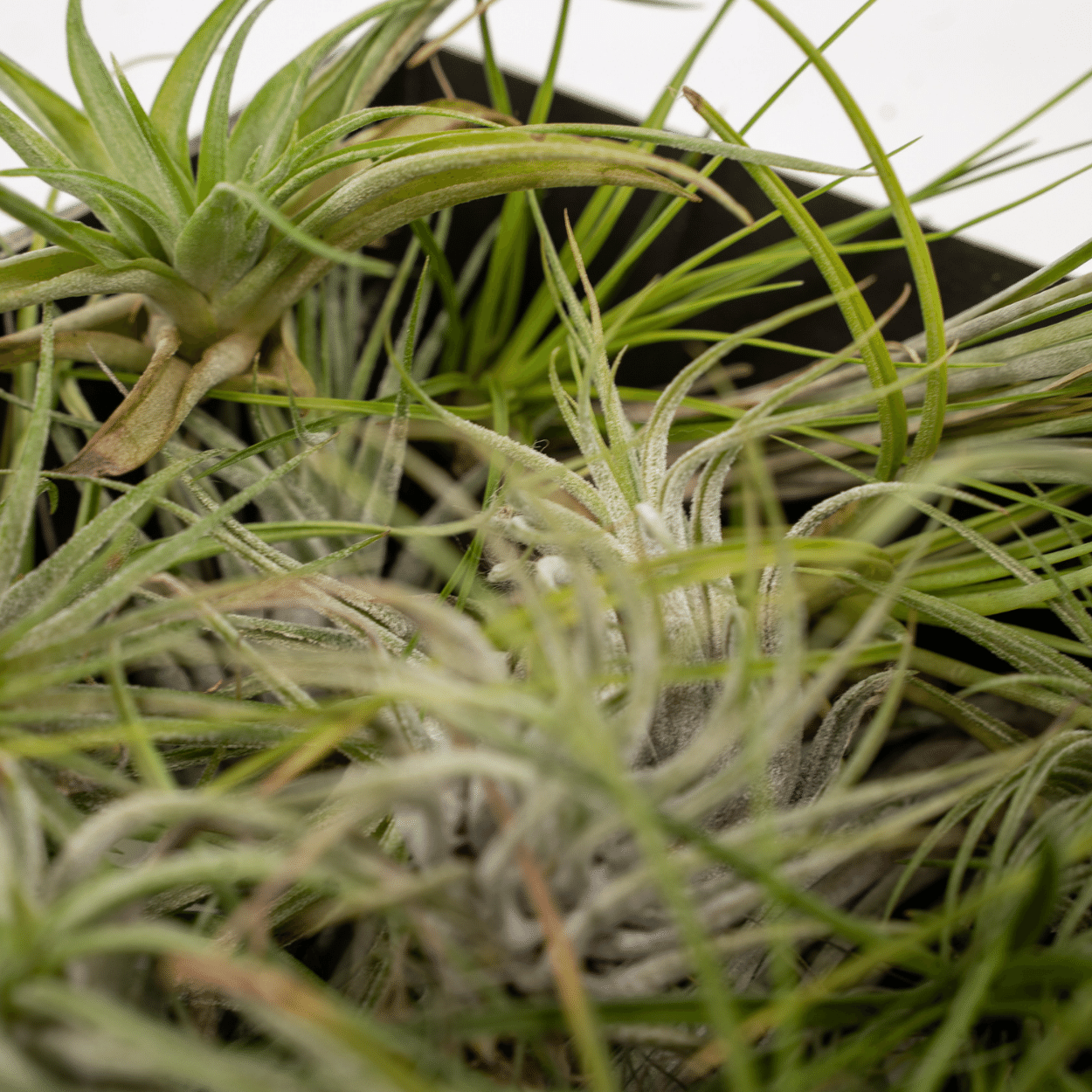 Everspring - Tillandsia Air mix - 10 StÃ¼ck - 6 cm - ø6