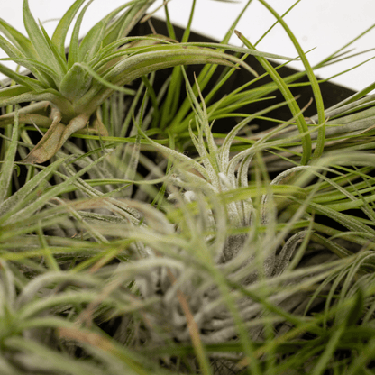 Everspring - Tillandsia Air mix - 10 StÃ¼ck - 6 cm - ø6