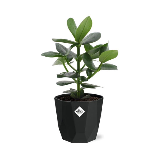 Clusia Princess in 14cm b.for rock living black