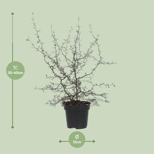 Corokia Cotoneaster - Ø12cm - ↕40cm