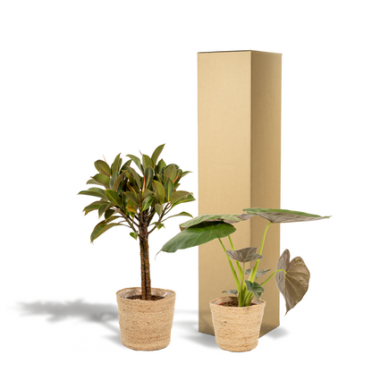 Ficus Elastica Melany - Ø21cm - ↕85cm + Alocasia Wentii - Ø19cm - ↕60cm + Korb Selin