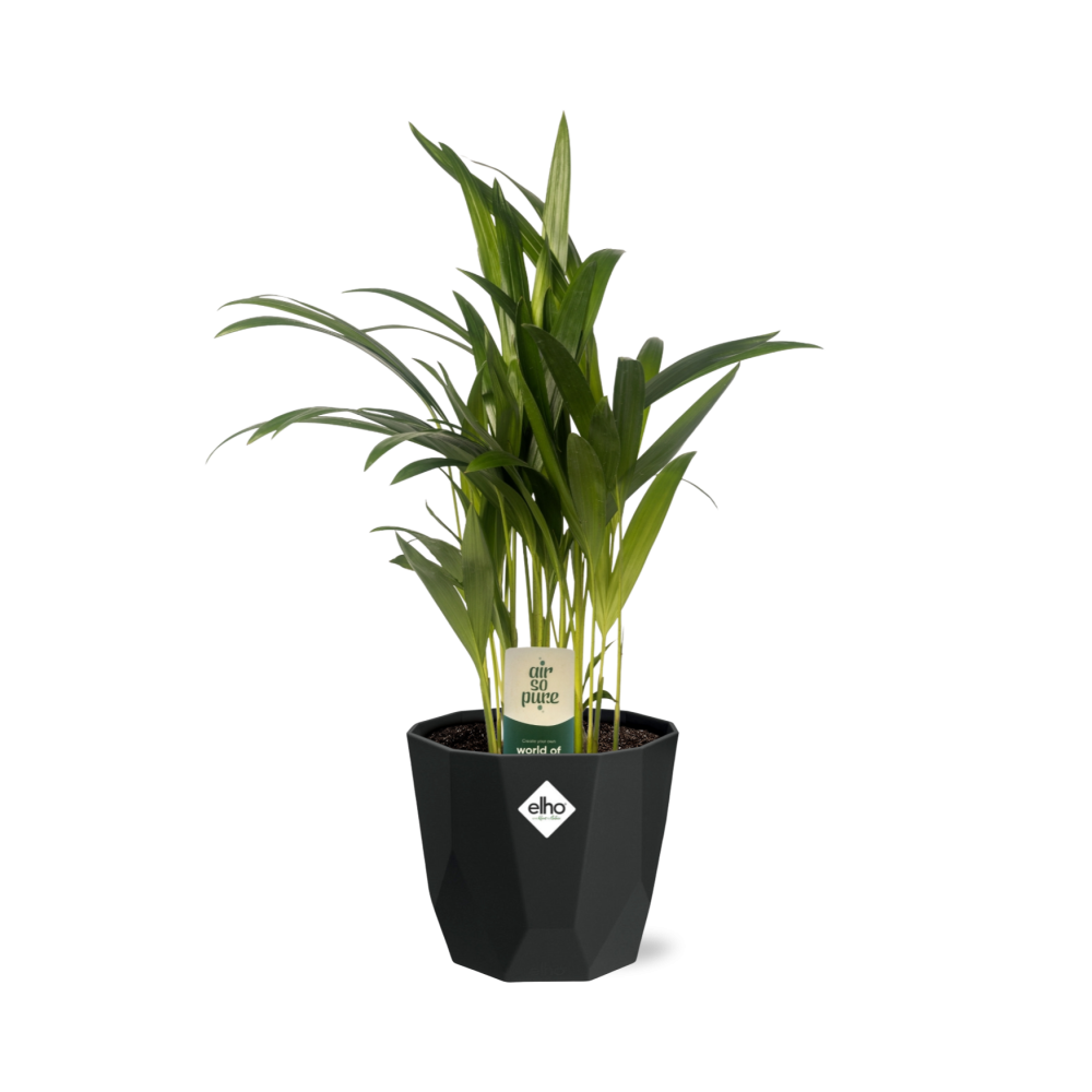 Dypsis Lutescens (Areca) 12cm in 14cm b.for rock living black