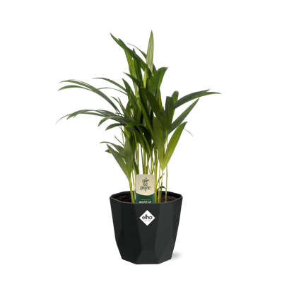 Dypsis Lutescens (Areca) 12cm in 14cm b.for rock living black