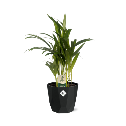 Dypsis Lutescens (Areca) 12cm in 14cm b.for rock living black
