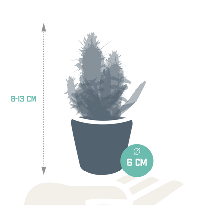 Cactus en vetplanten Mischung 5,5 cm | 15 stück - in Mexicaanse pot