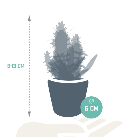 Cactus en vetplanten Mischung 5,5 cm | 15 stück - in Mexicaanse pot