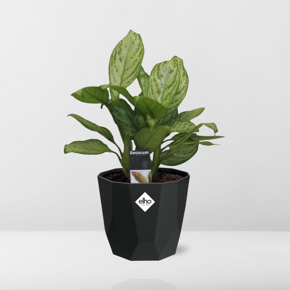 Aglaonema Christina in 14cm b.for rock living black